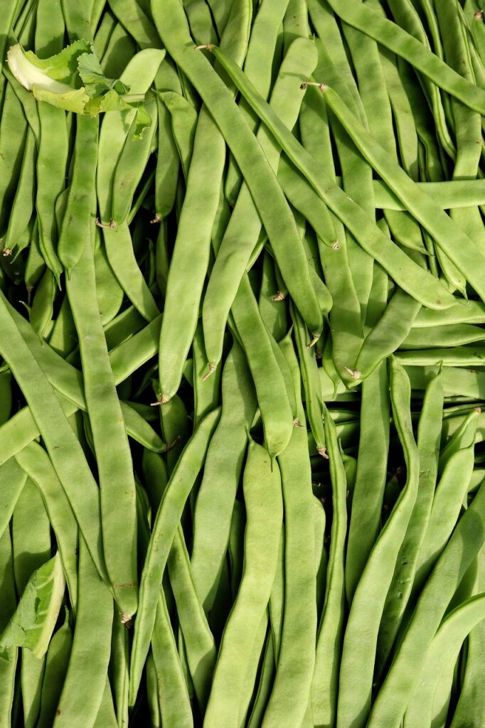 beans, food factory beans, green beans