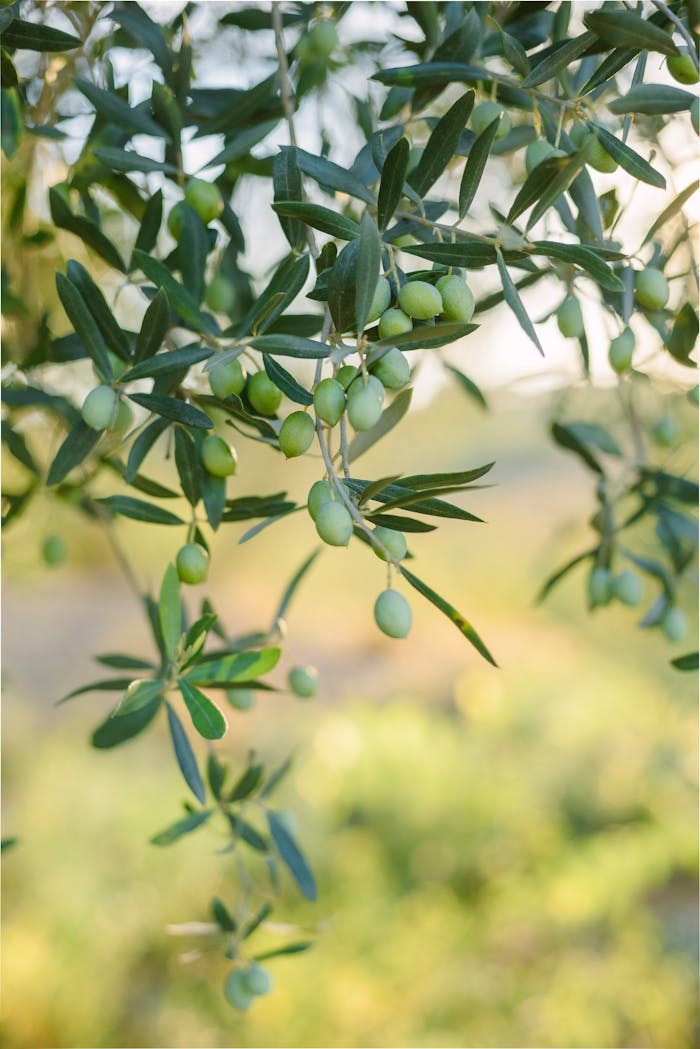 Detailed closeup shot of green olives hanging from an olive tree branch, showcasing natural growth and beauty.