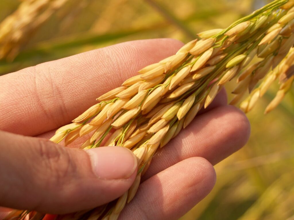 Detailed image of a hand gently cradling ripe rice grains, symbolizing harvest and agriculture.